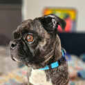 Photo of Bonnie   7 Year Old Boston Terrier X Pug (Hold)