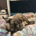 Photo of Bonnie   7 Year Old Boston Terrier X Pug (Hold)