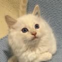 Photo of Ragdoll Cross   Apricot Points