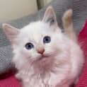 Photo of Ragdoll Cross   Apricot Points