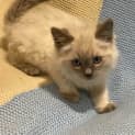 Photo of Ragdoll Cross   Blue Point