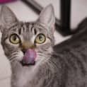 Photo of Jelly