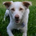 Photo of Charlotte   2 Year Old Border Collie (Hold)