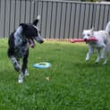 Photo of Charlotte   2 Year Old Border Collie (Hold)