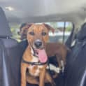 Photo of Brownie