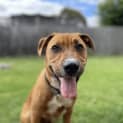 Photo of Brownie
