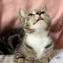 Photo of Double Shot Chai Latte
