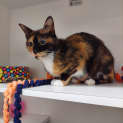 Photo of Chika