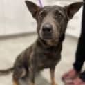 Photo of Lacey