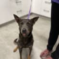 Photo of Lacey