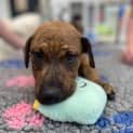 Photo of Scooby Doo
