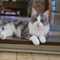 Photo of Rogue