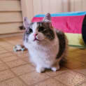 Photo of Rogue