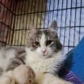 Photo of Rogue