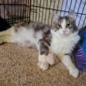 Photo of Rogue