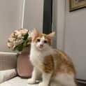 Photo of Golden Oreo