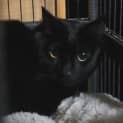Photo of Pepsi