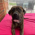 Photo of Daisy