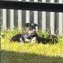 Photo of Kubo