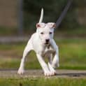 Photo of Lira