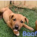 Photo of Boof