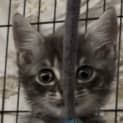 Photo of Diesel 