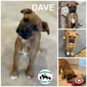Photo of Dave