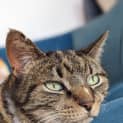 Photo of Tiger