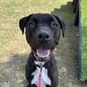 Photo of Samson