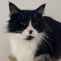 Photo of Peaches