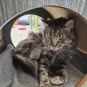 Photo of Nunny