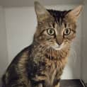 Photo of Delilah