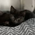 Photo of Lolli