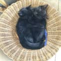 Photo of Lolli