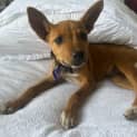 Photo of Alfie   10 Week Old Mixed Breed (Trial)