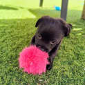 Photo of Theodore