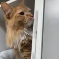 Photo of Cookie