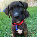 Photo of Star 10 Week Old Labrador X (Trial)