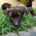 Photo of Star 10 Week Old Labrador X (Trial)
