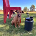 Photo of Boof