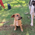 Photo of Boof