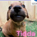 Photo of Tidda