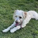 Photo of Marshmallow
