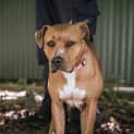 Photo of Loca