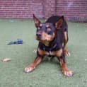 Photo of Mars Bar