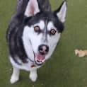 Photo of Borris