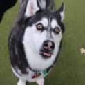 Photo of Borris