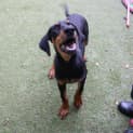 Photo of Archie