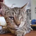 Photo of Wasabi