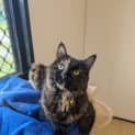 Photo of Dusty
